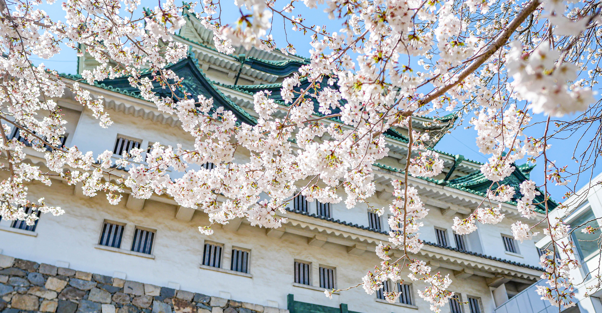 名古屋城賞櫻之旅